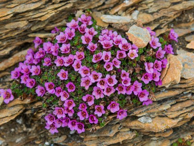 Paarse poolbloemen tussen rotsen op Spitsbergen tijdens de route van 12 dagen.