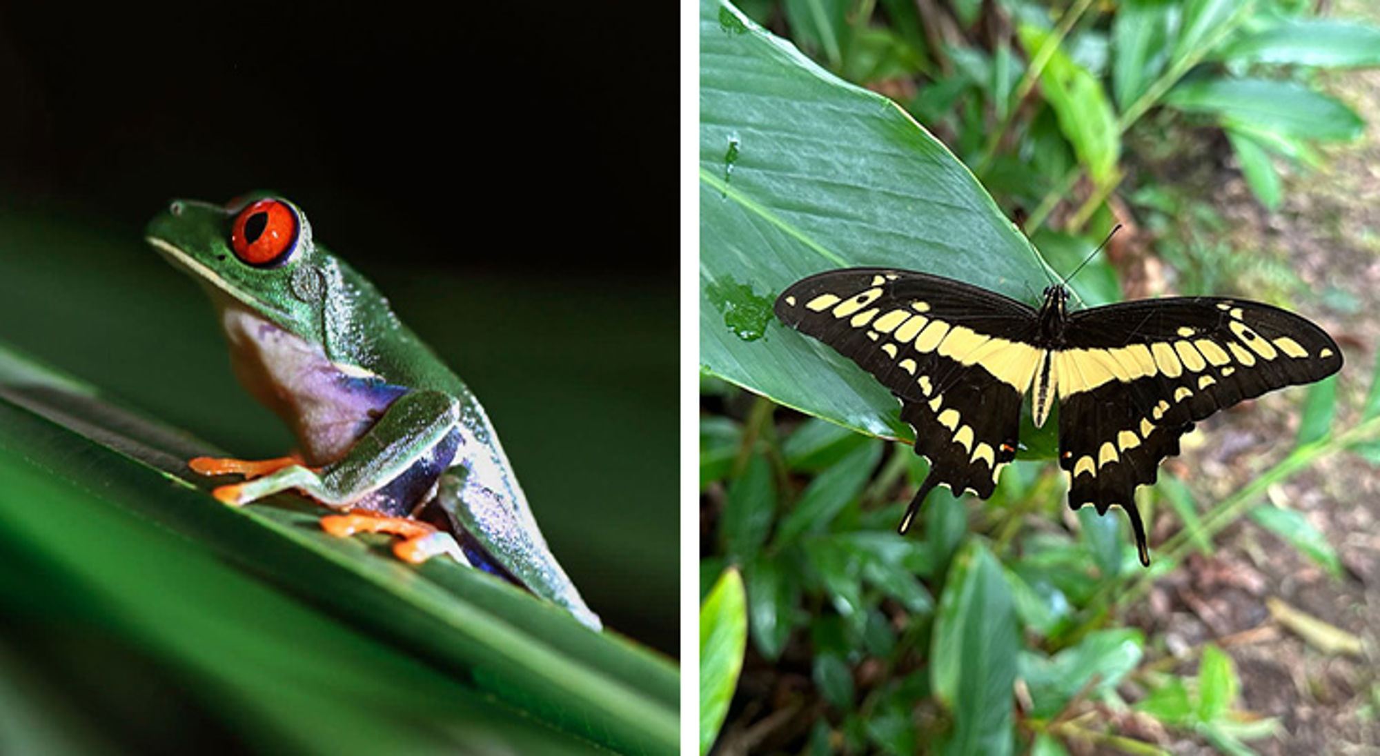 Wildlife Costa Rica Roodoogmakikikker op een blad naast een zwart-gele vlinder op groen blad.