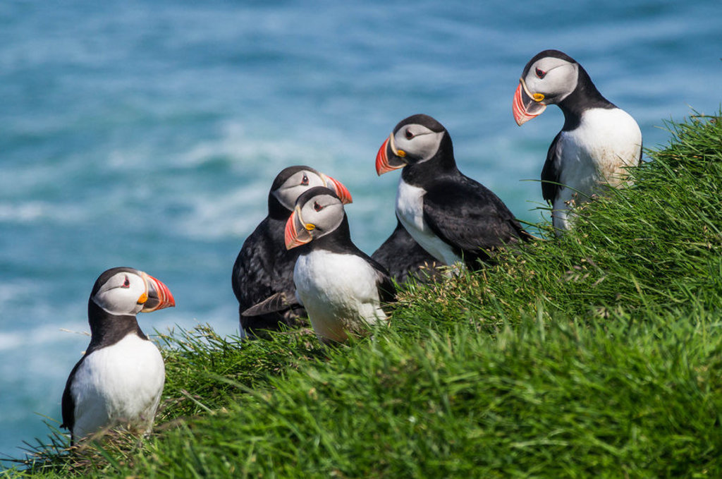 Papegaaiduikers op een grashelling aan de kust van IJsland tijdens een groepsrondreis.