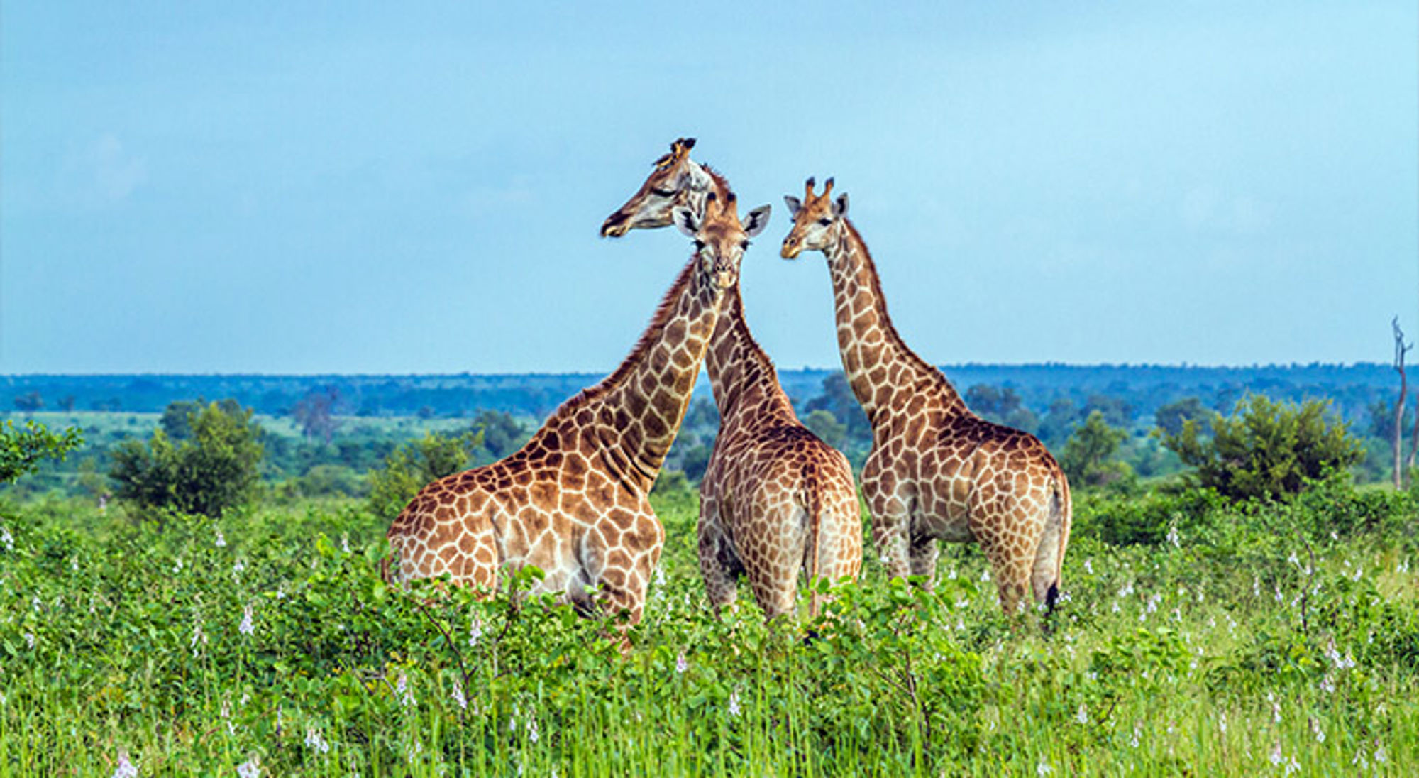 Zuid-Afrika Drie giraffen in groene savanne met blauwe lucht op de achtergrond.