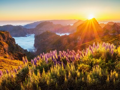 Zonsopkomst boven de bergen van Madeira met paarse bloemen op de voorgrond en wolken in de vallei.