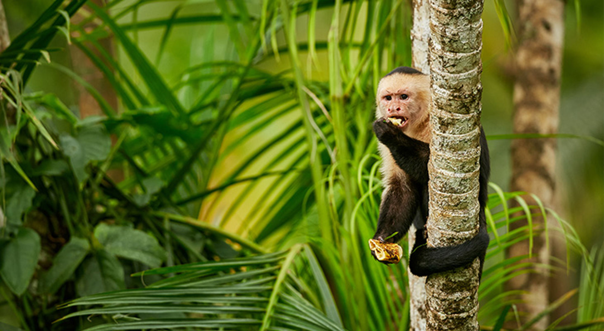 Voer wilde dieren niet Witkopaapje eet een stuk fruit terwijl het aan een boomstam hangt in het regenwoud.