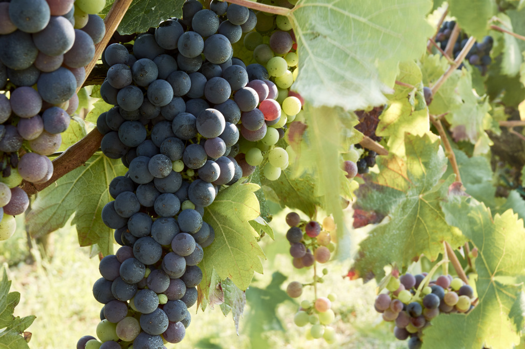 Rijpe druiventrossen aan de wijnrank in een wijngaard aan de Amalfikust, Italië.