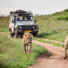 Safarireizen