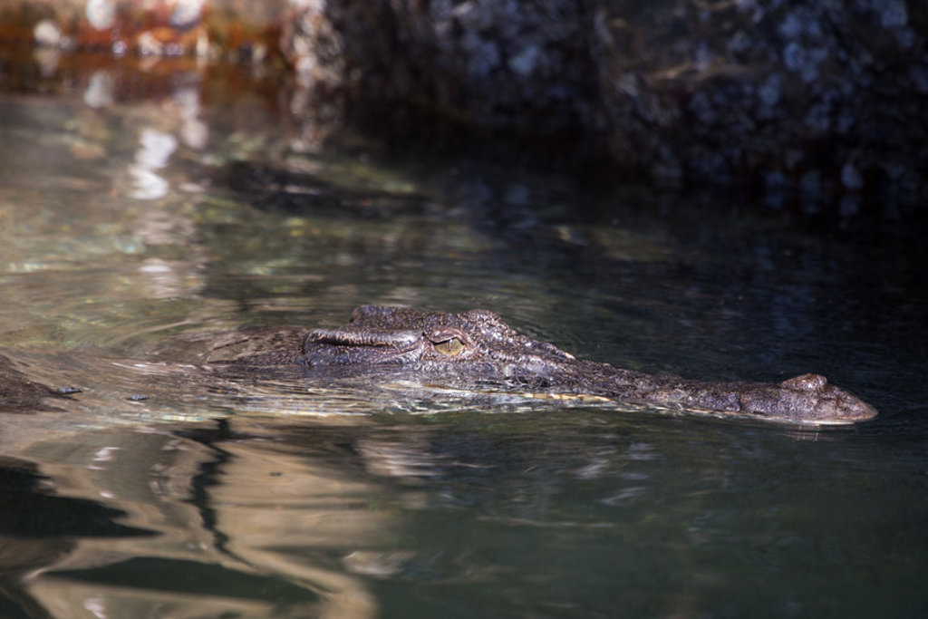 Zoutwaterkrokodil die in het water drijft tijdens een groepsrondreis door West-Australië.