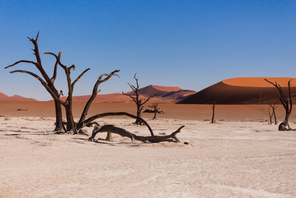 Dode bomen in Deadvlei met rode zandduinen in de Namibwoestijn, Namibië.