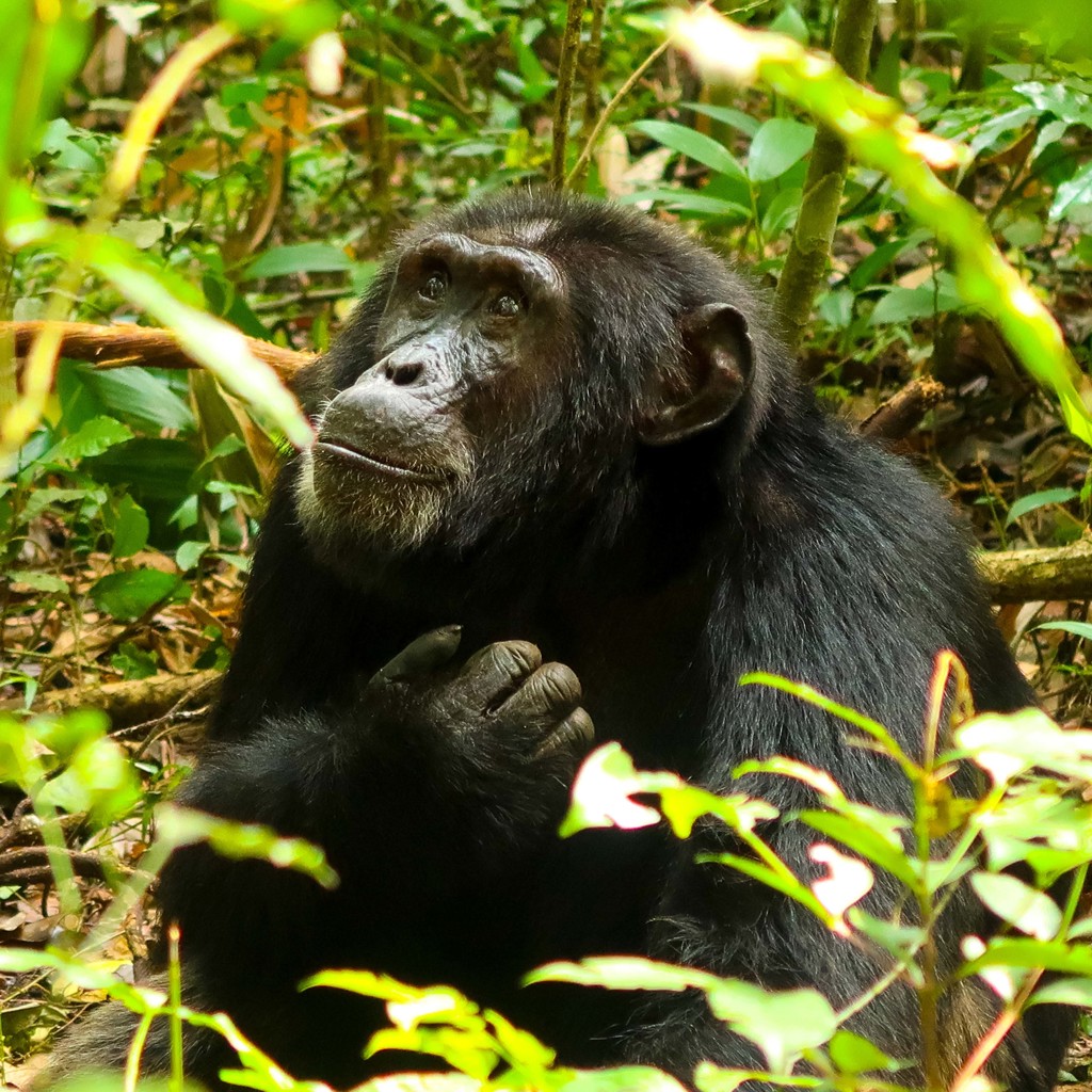 Chimpanzee in het regenwoud van Oeganda tijdens de groepsrondreis Oeganda Natuur Plus Pop-Up.