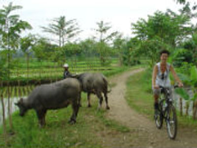 Fietser op landweg langs rijstvelden met waterbuffels tijdens de route Bali en Lombok.