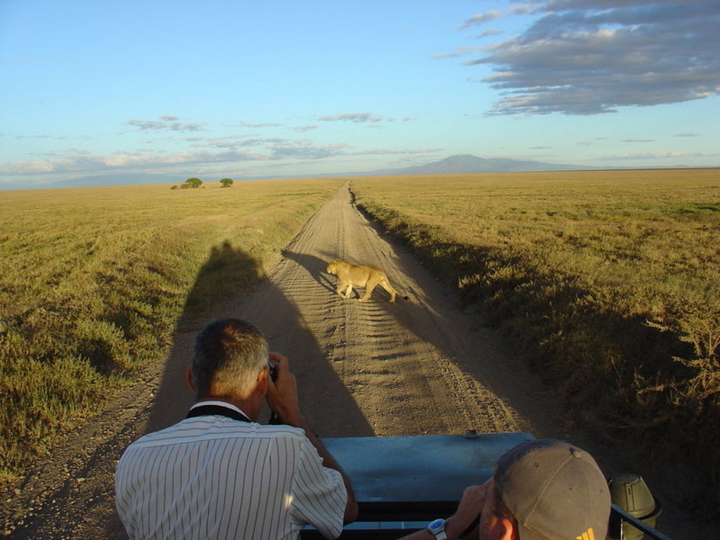 Safari in Kenia: leeuwin steekt de weg over terwijl reizigers haar fotograferen op de savanne.