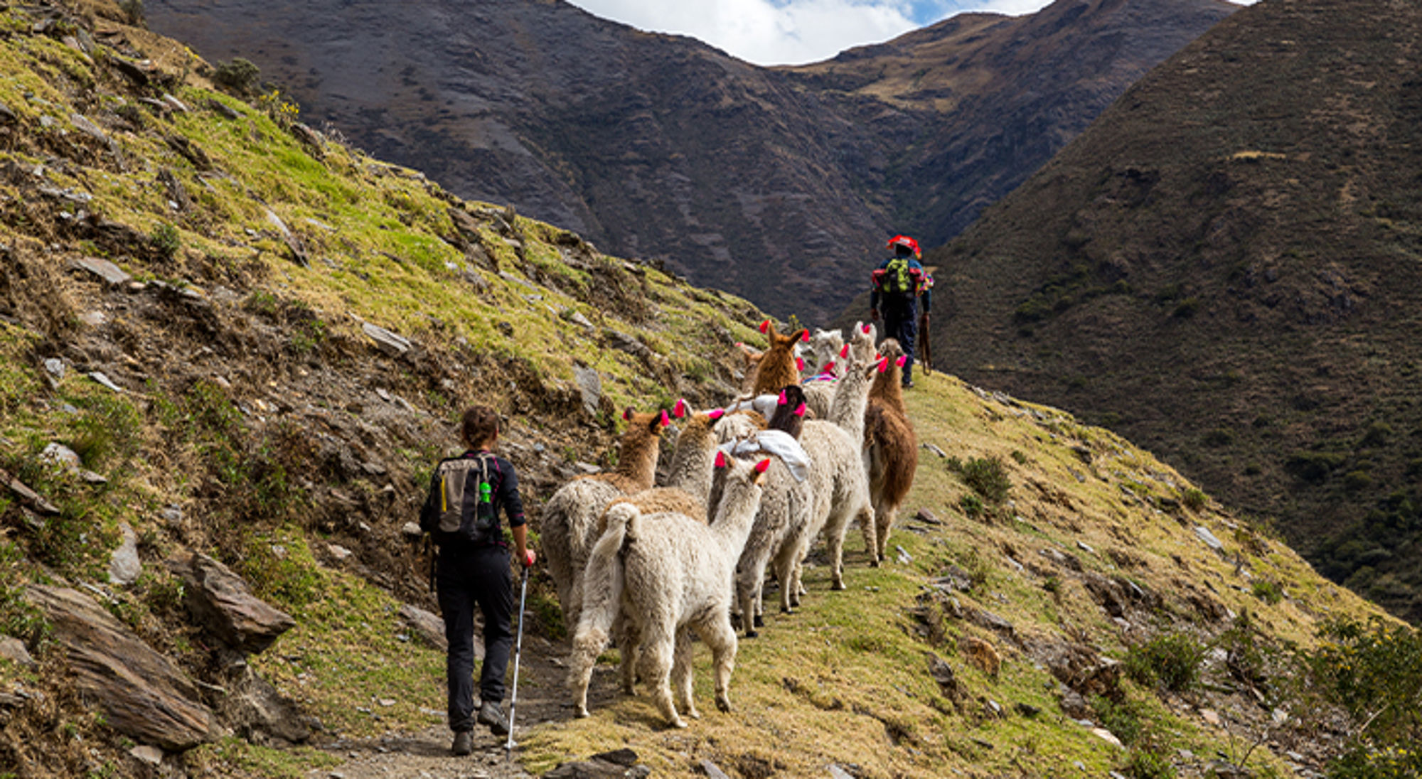 Lares Trail Machu Picchu Wandelaars met een kudde lama’s op een bergpad in de Andes.