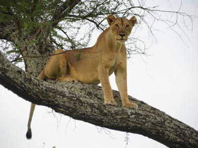 Leeuwin liggend op een boomtak tijdens safari in Kenia en Tanzania.