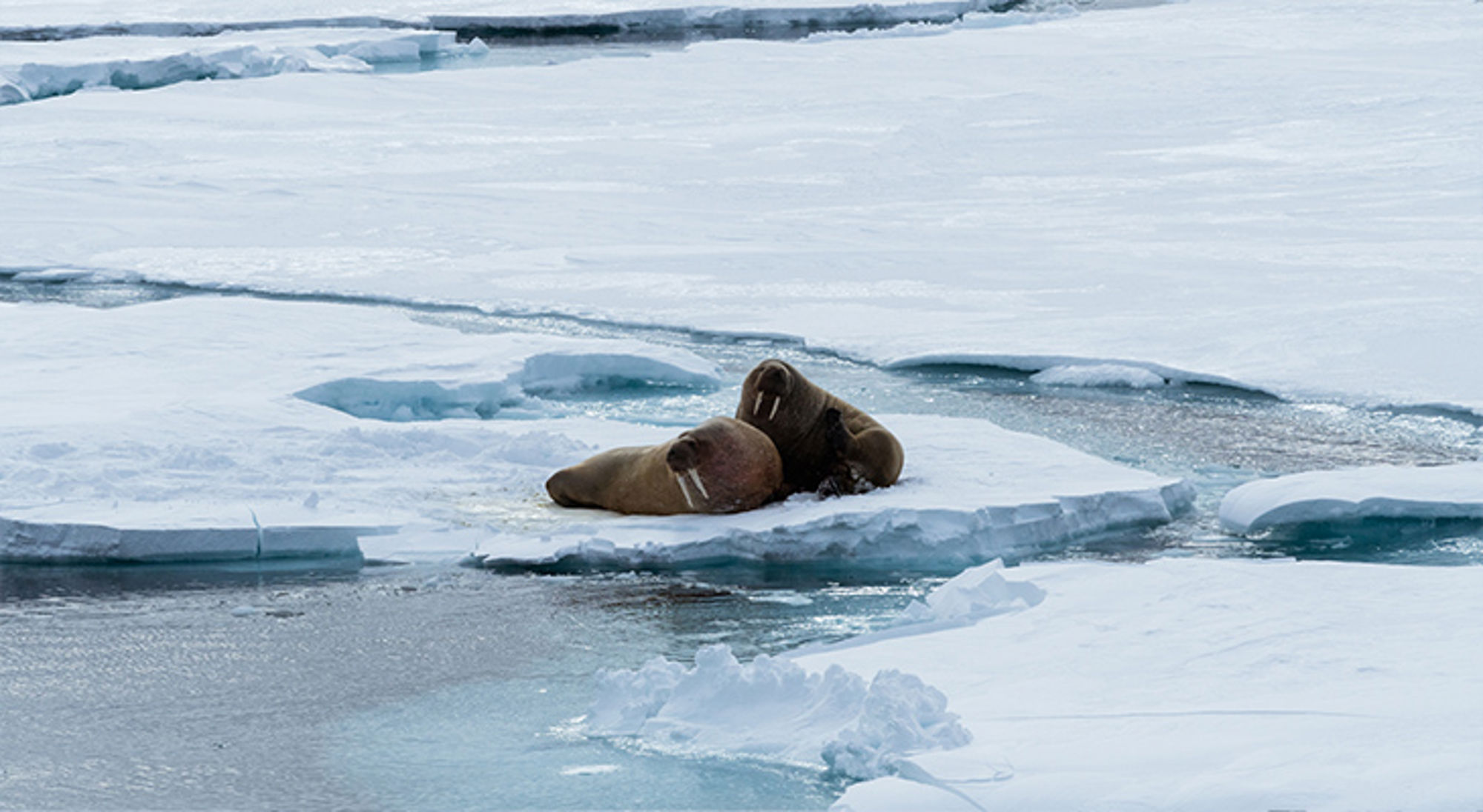Walrussen rusten op een ijsschots tussen drijvend zee-ijs in het poolgebied.