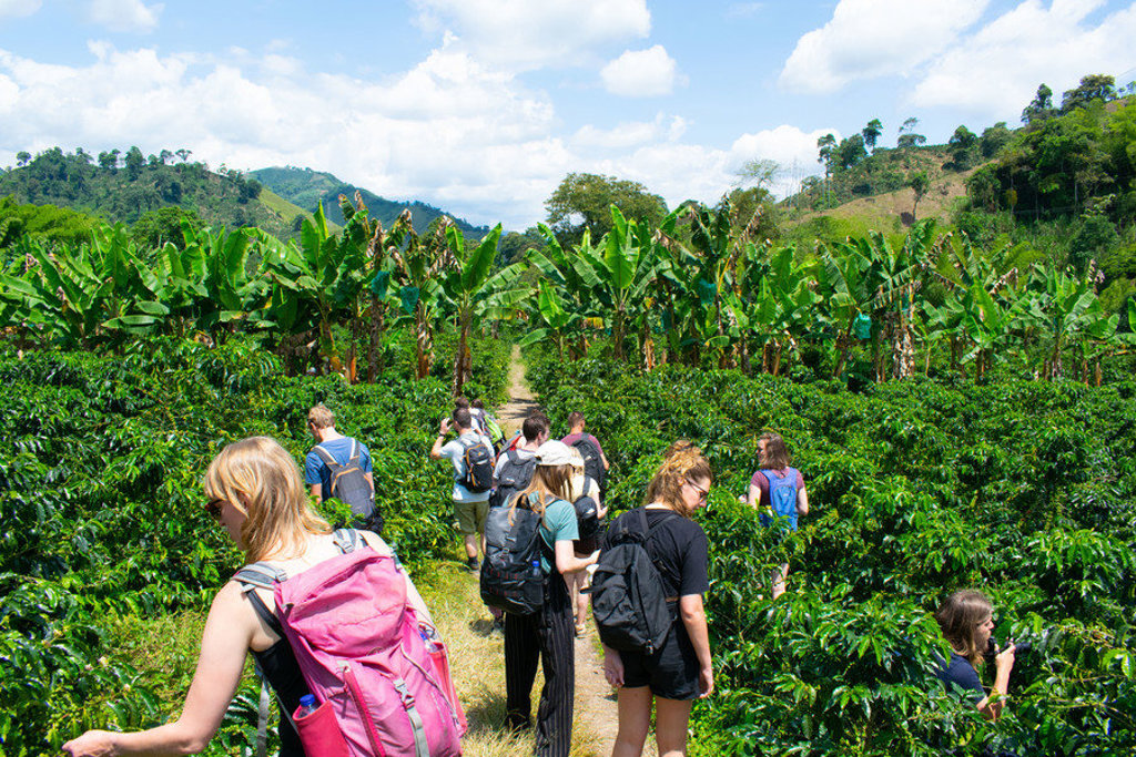 Wandelaars tijdens groepsrondreis Colombia door groene koffievelden met bananenbomen en bergen op de achtergrond.