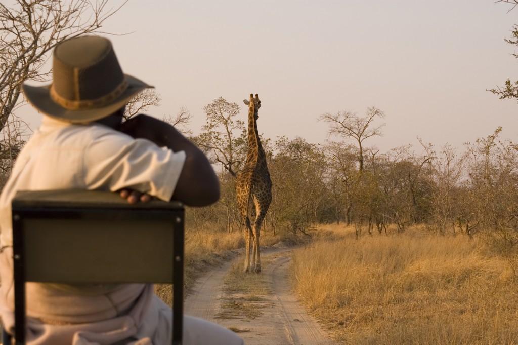 Ranger kijkt uit over een giraffe op een zandpad tijdens safari in Zuid-Afrika, eSwatini en Lesotho.