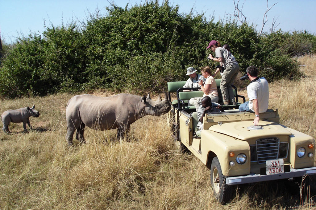 Safari in Zimbabwe: reizigers in open jeep fotograferen neushoorn met jong in de bush.