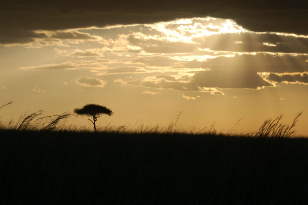 Zonsondergang boven de savanne in Kenia met silhouet van een acaciaboom en hoog gras.