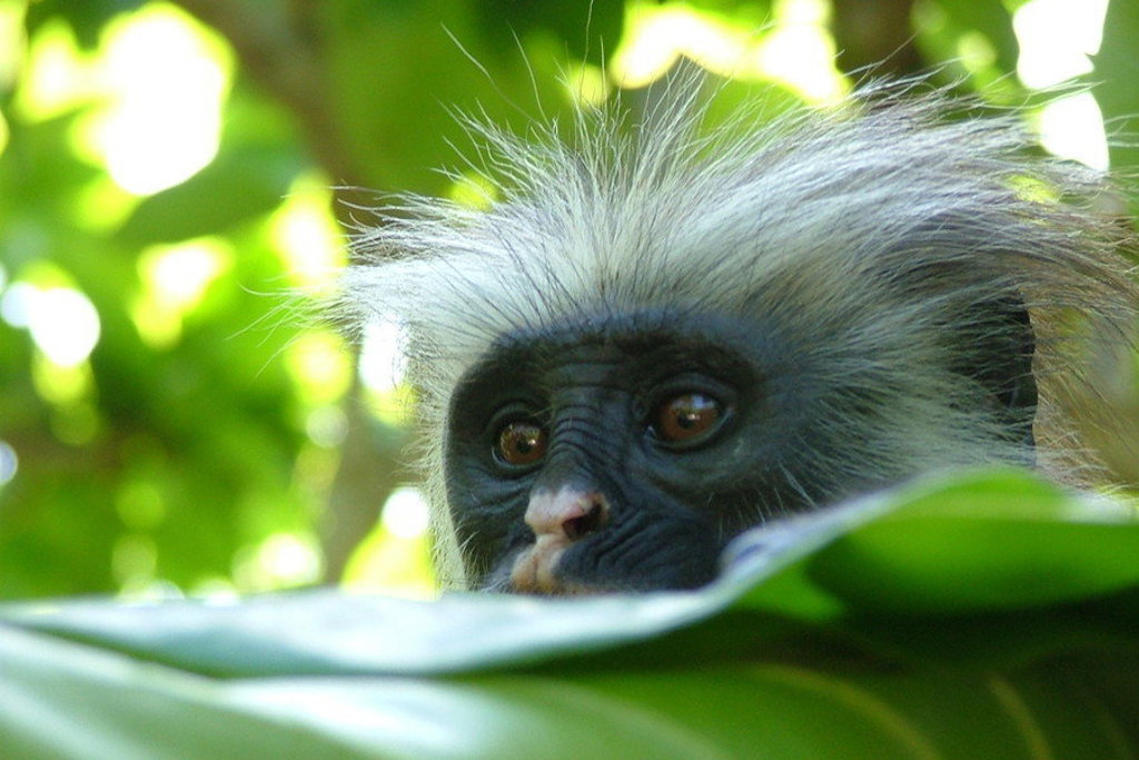 Close-up van een roodfranjeaap in het groen tijdens een familiereis in Tanzania en Zanzibar.
