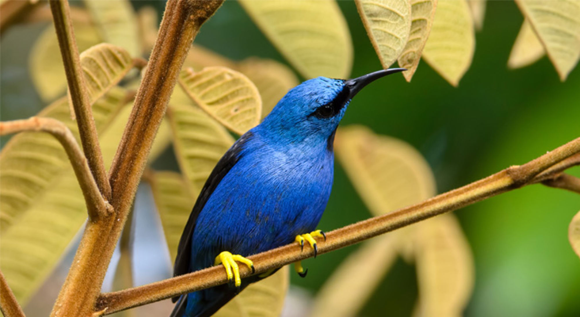 Shining Honeycreeper Costa Rica Blauwe zangvogel met gele poten op een tak in de jungle van Costa Rica.