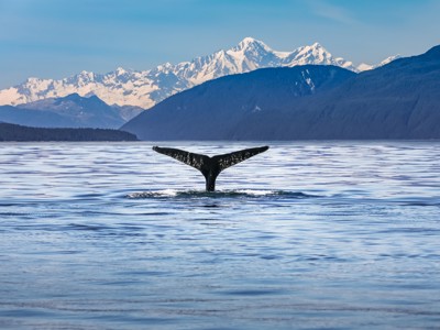 Walvisstaart boven kalm water met besneeuwde bergen op de achtergrond in Alaska tijdens Route Alaska.