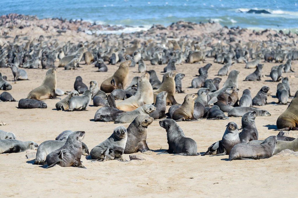 Zeehondenkolonie op het strand aan de Atlantische kust van Namibië.
