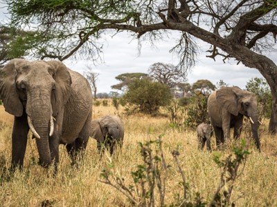 Olifantenfamilie op de savanne in Kenia tijdens de Route Kenia & Tanzania.