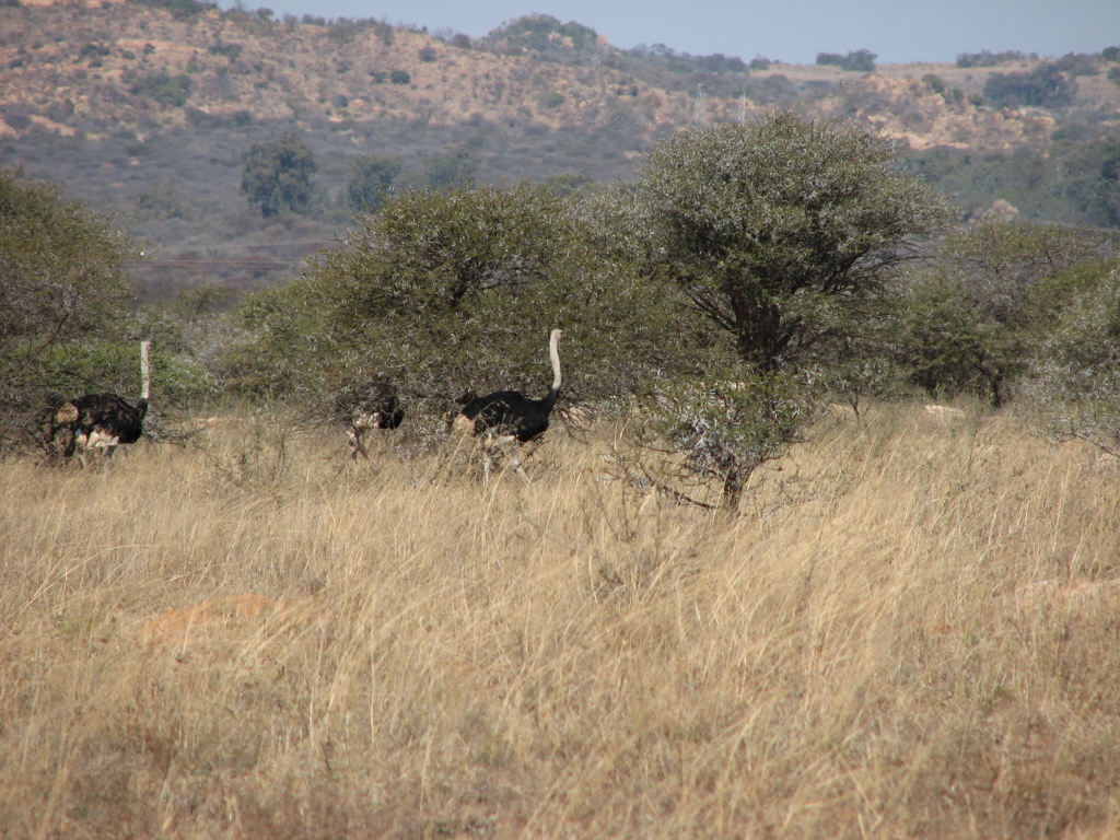 Struisvogels in de savanne tijdens een fietsvakantie in Zuid-Afrika.