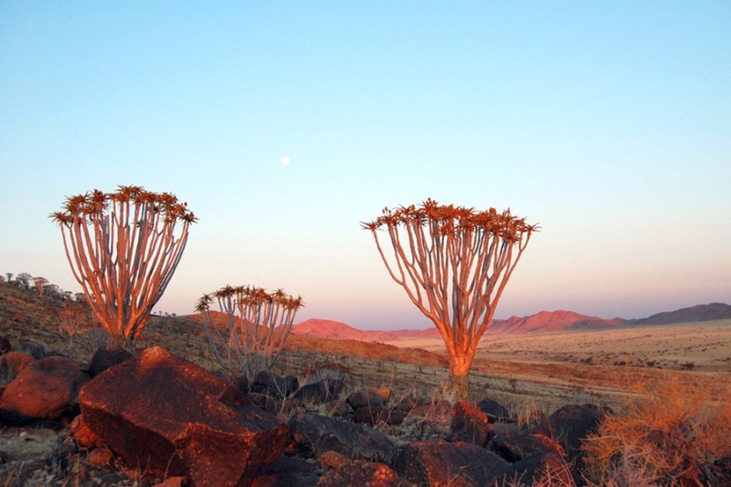 Kokerbomen in rotsachtig woestijnlandschap bij zonsondergang in Namibië.