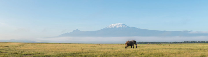 Olifant op de savanne met de besneeuwde Kilimanjaro op de achtergrond.