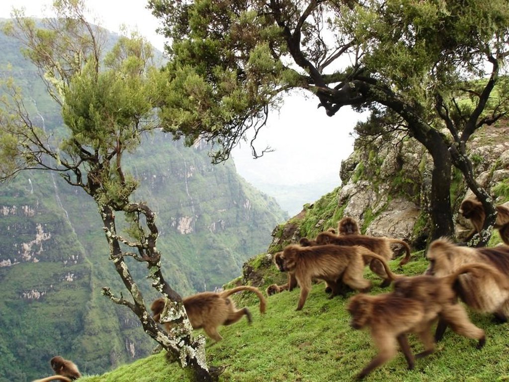 Giraffen en antilopen in de savanne tijdens een groepsrondreis door Ethiopië.