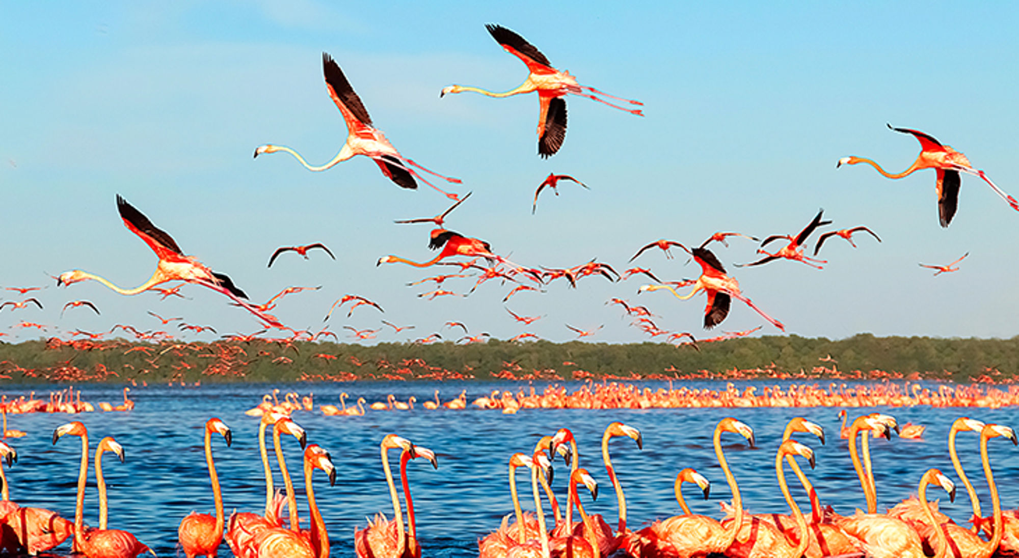 Celestún National Park Grote groep flamingo’s bij een meer, met flamingo’s die opstijgen en overvliegen.
