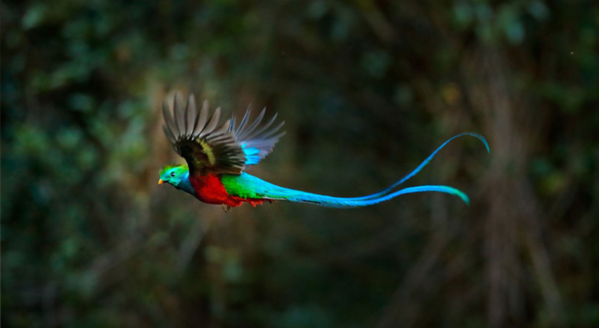 Quetzal Kleurrijke quetzal in vlucht boven het regenwoud in Costa Rica.