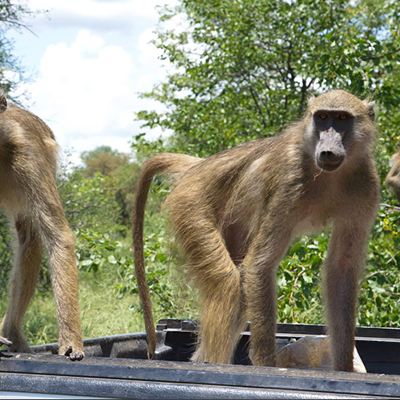 Bavianen bij Chipangali Wildlife Orphanage in Zimbabwe.