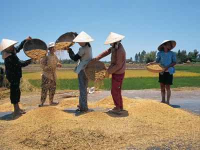 Rijstoogst in Vietnam: boeren met rieten hoeden zeven rijst op een weg langs groene rijstvelden.