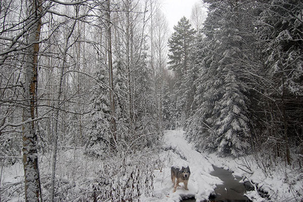 Besneeuwd bos met een hond langs een smalle beek tijdens de Groepsrondreis Rusland Winter.