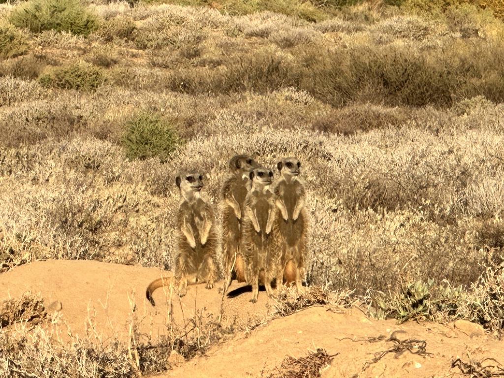 17. Oudtshoorn Stokstaartjes (1)