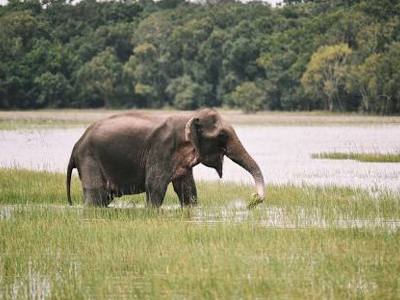 Olifant in een moeraslandschap in Sri Lanka tijdens de Route Sri Lanka.
