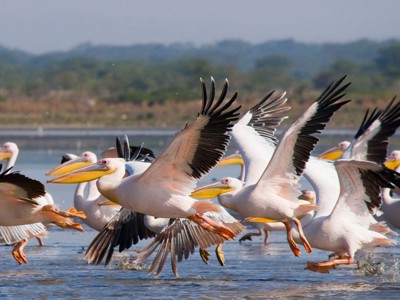 Witte pelikanen stijgen op van een meer in Kenia tijdens de route Kenia, Tanzania en Zanzibar (18 dagen).