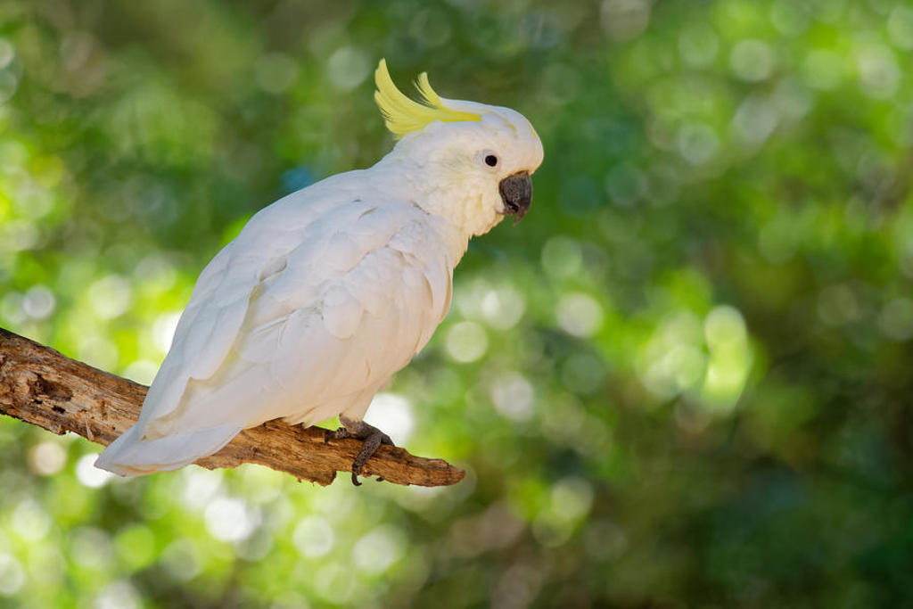 Witte kaketoe met gele kuif op een tak in West-Australië.