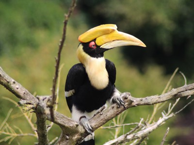 Neushoornvogel op een tak in de jungle van Maleisië.