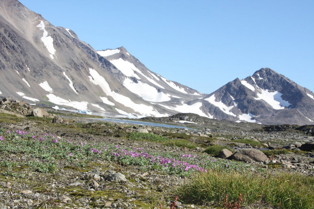 Berglandschap met sneeuwvelden en arctische bloemen bij Disko Bay in Groenland.