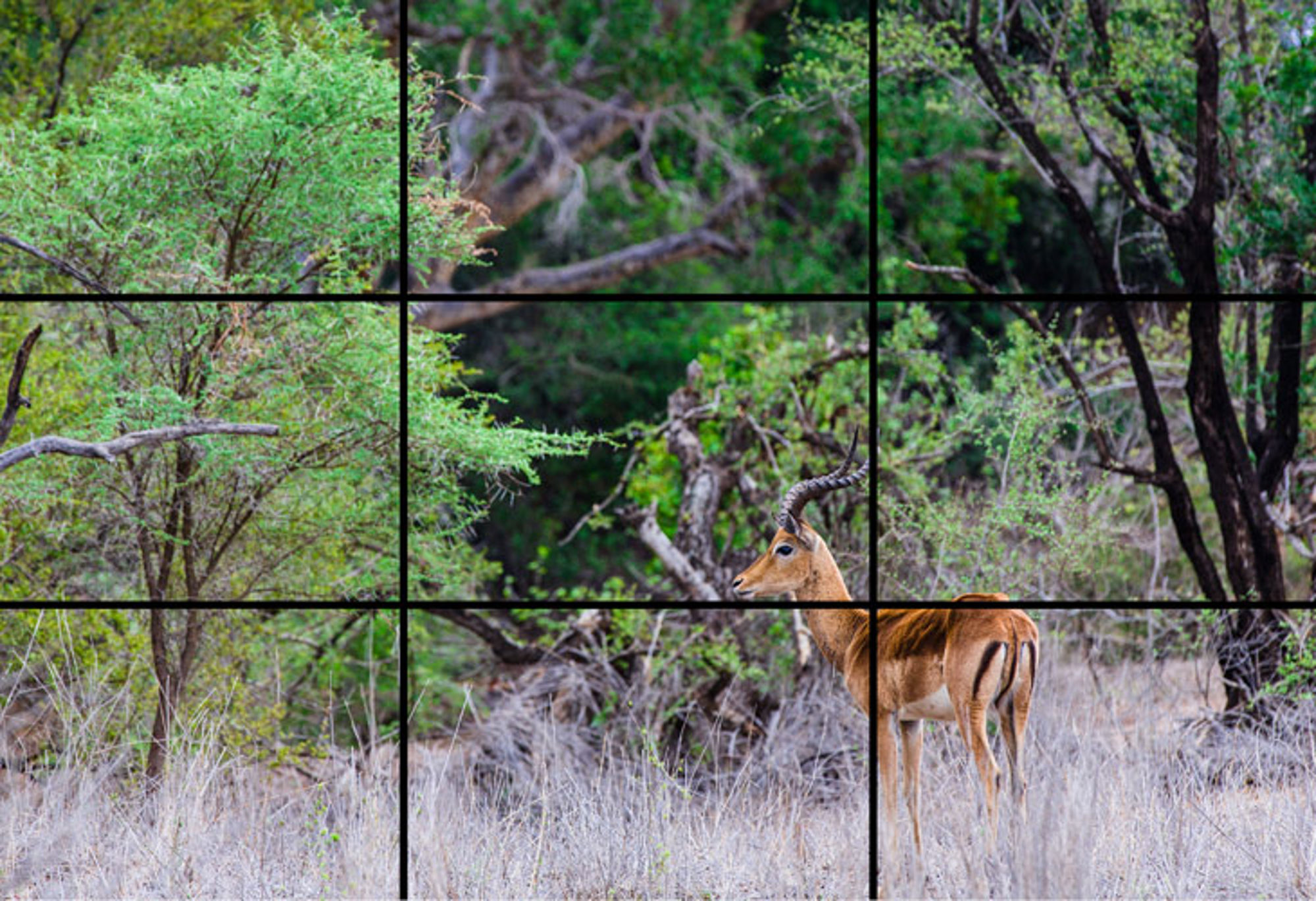 Impala in de bush tussen groene bomen en struiken.