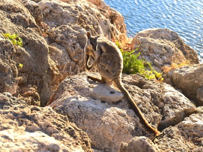 Wallaby op rotsen aan de kust van West-Australië tijdens de Route West Australië, 25 dagen.