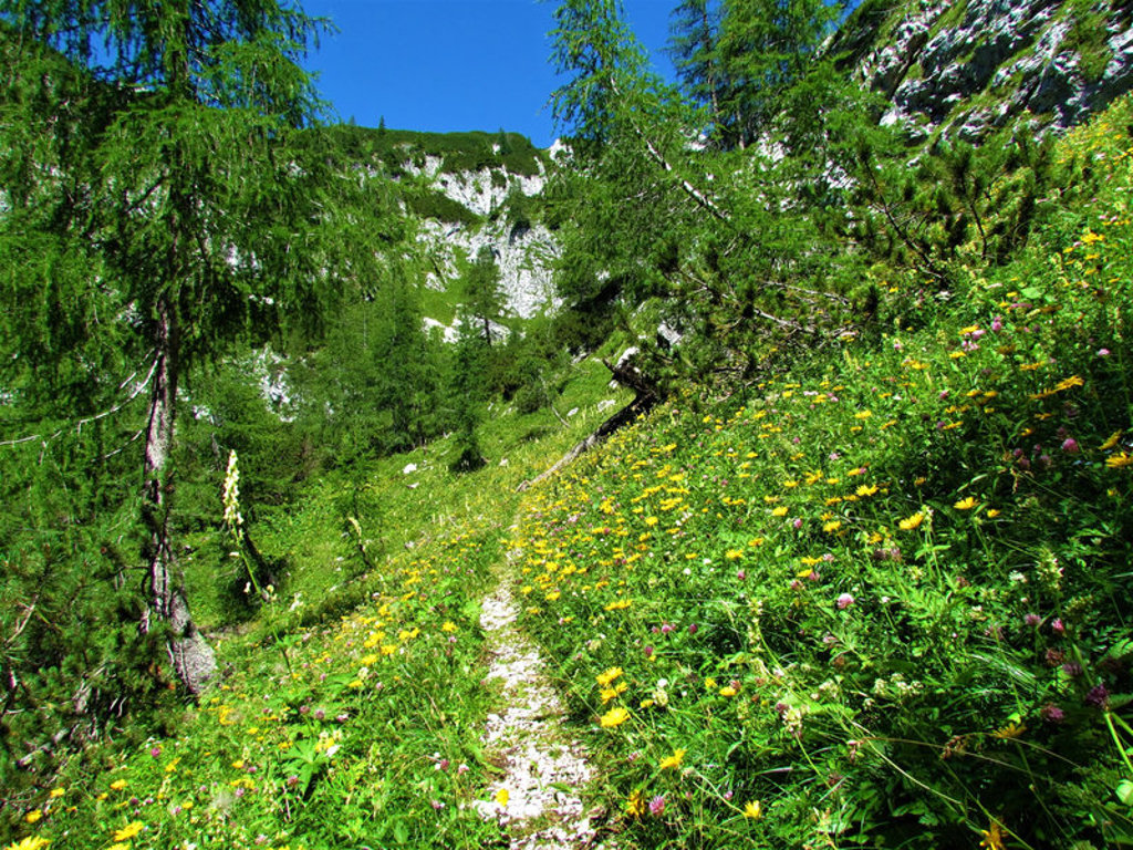 Bergwandeling over een smal pad langs bloemrijke alpenweide in Slovenië.