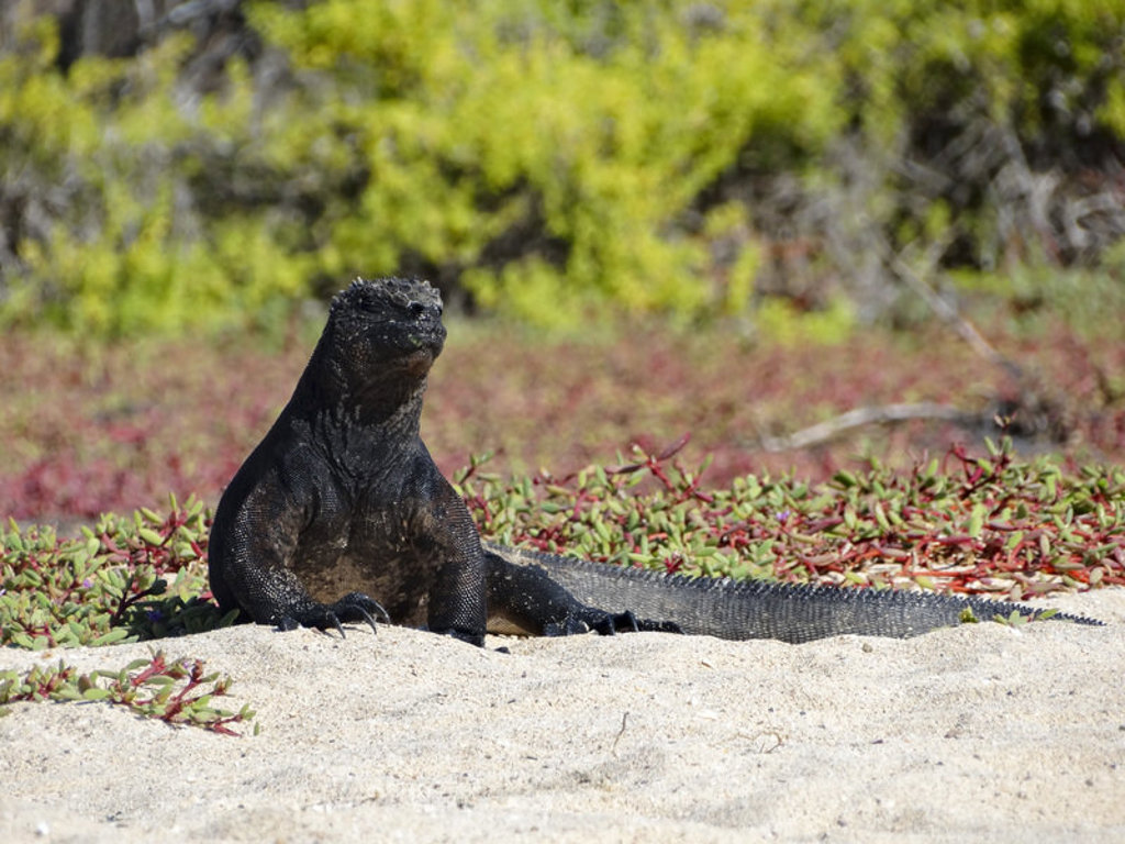 Zwarte zeeleguaan op het strand van de Galapagos-eilanden tijdens een groepsrondreis Ecuador.