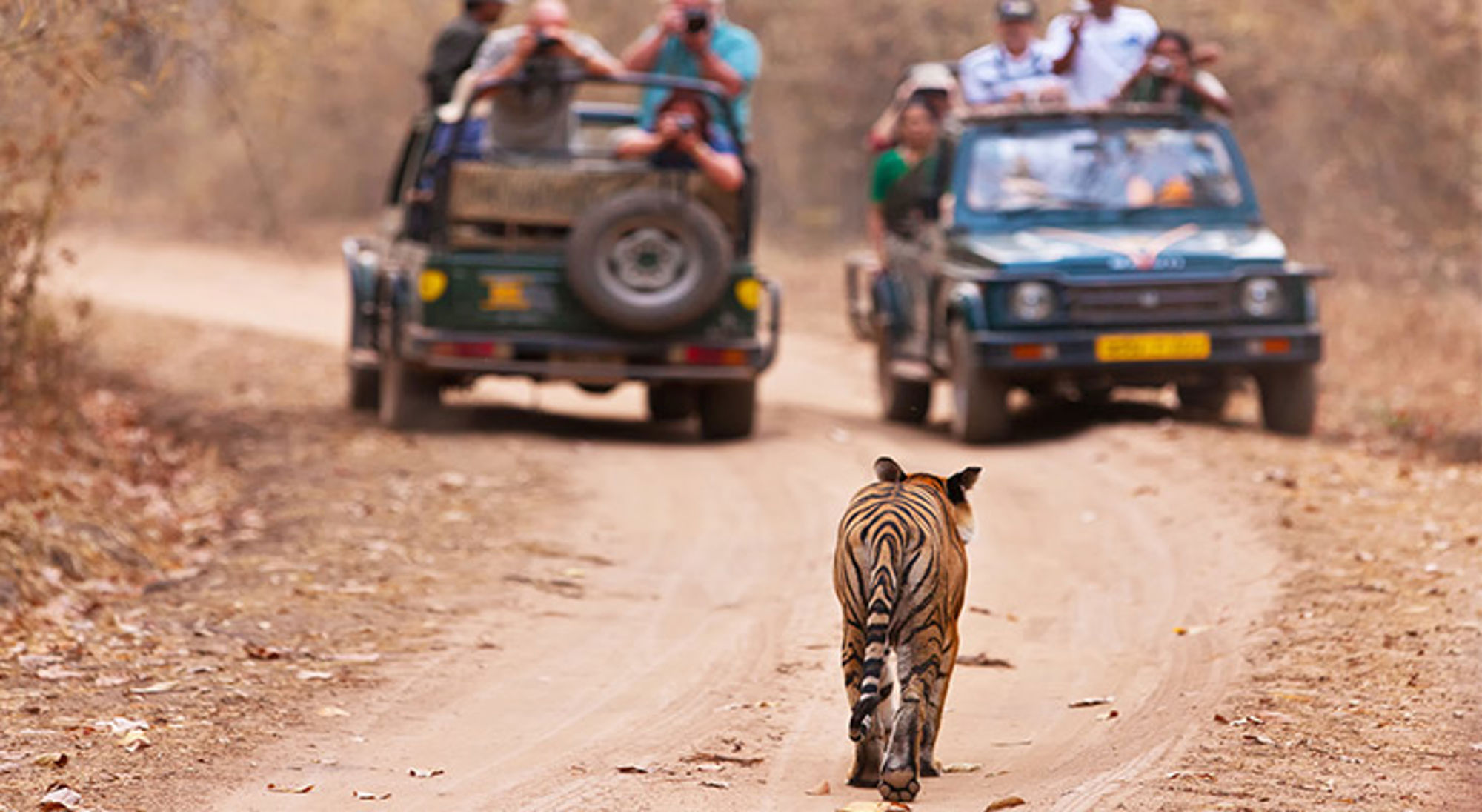 Tijger in India Tijger loopt over een zandweg terwijl safarijeeps met toeristen op afstand volgen.