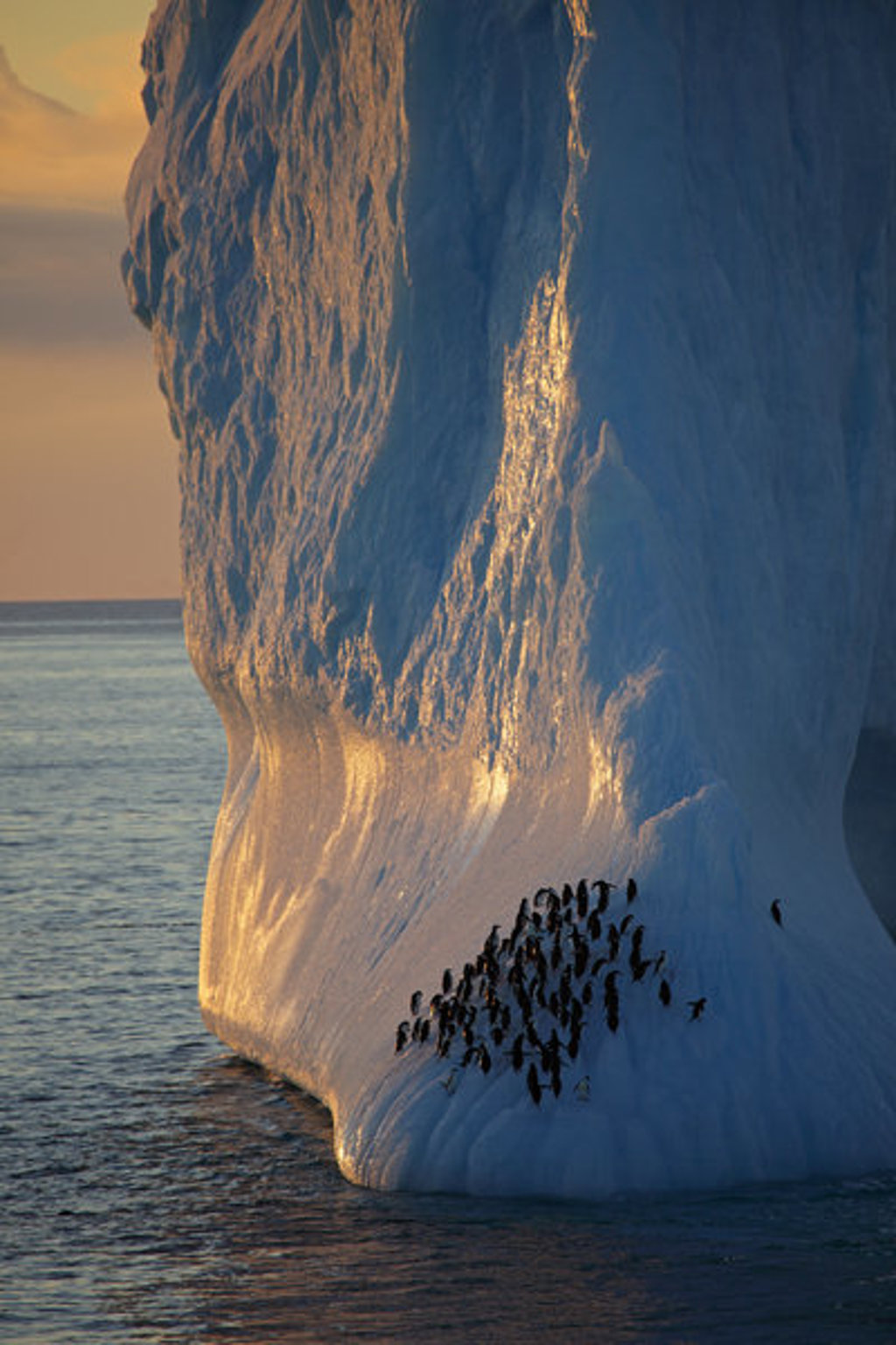 Pinguïns op een grote ijsberg in Antarctica tijdens zonsondergang.