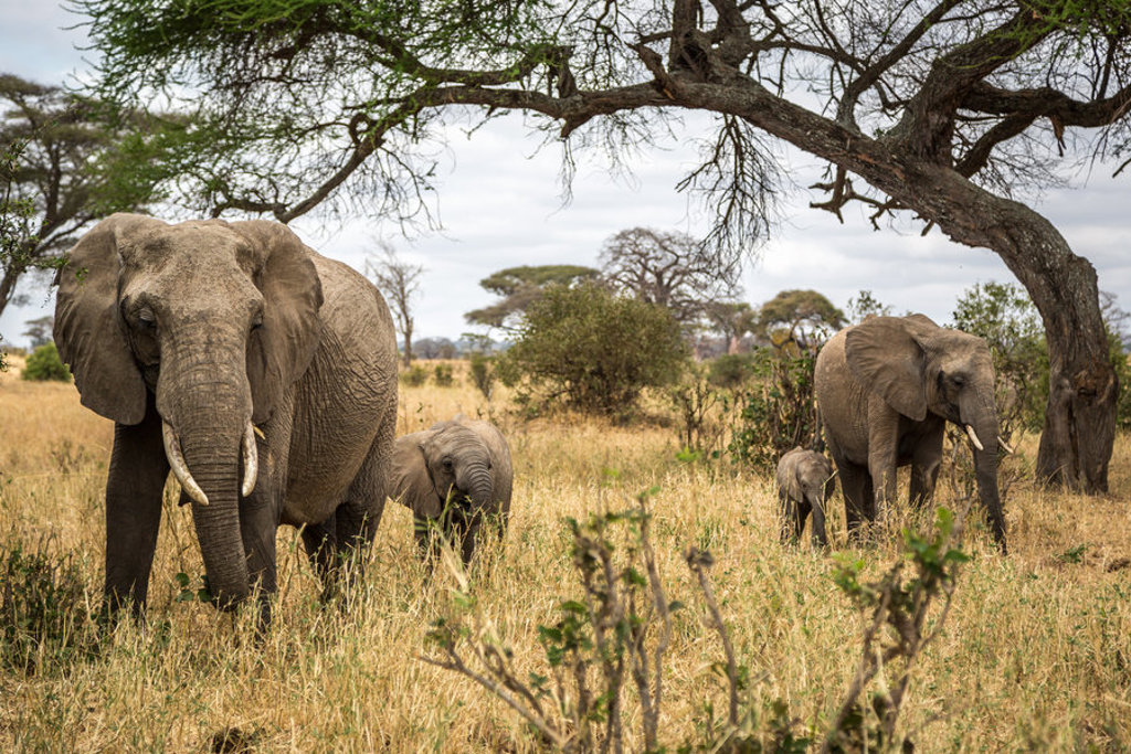 Olifantenfamilie in de savanne van Kenia en Tanzania tijdens een 22-35ers groepsrondreis.