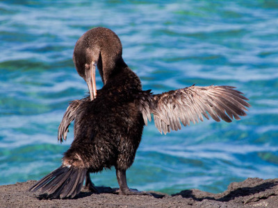 Galápagos aalscholver spreidt de vleugels op een rots aan zee op de Galapagoseilanden.
