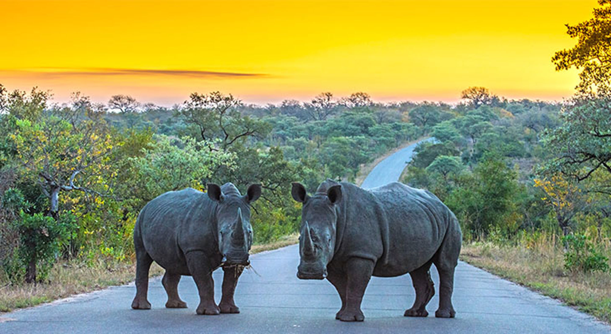 Neushoorns in Krugerpark Twee neushoorns op een weg in een Zuid-Afrikaans natuurgebied bij zonsondergang.