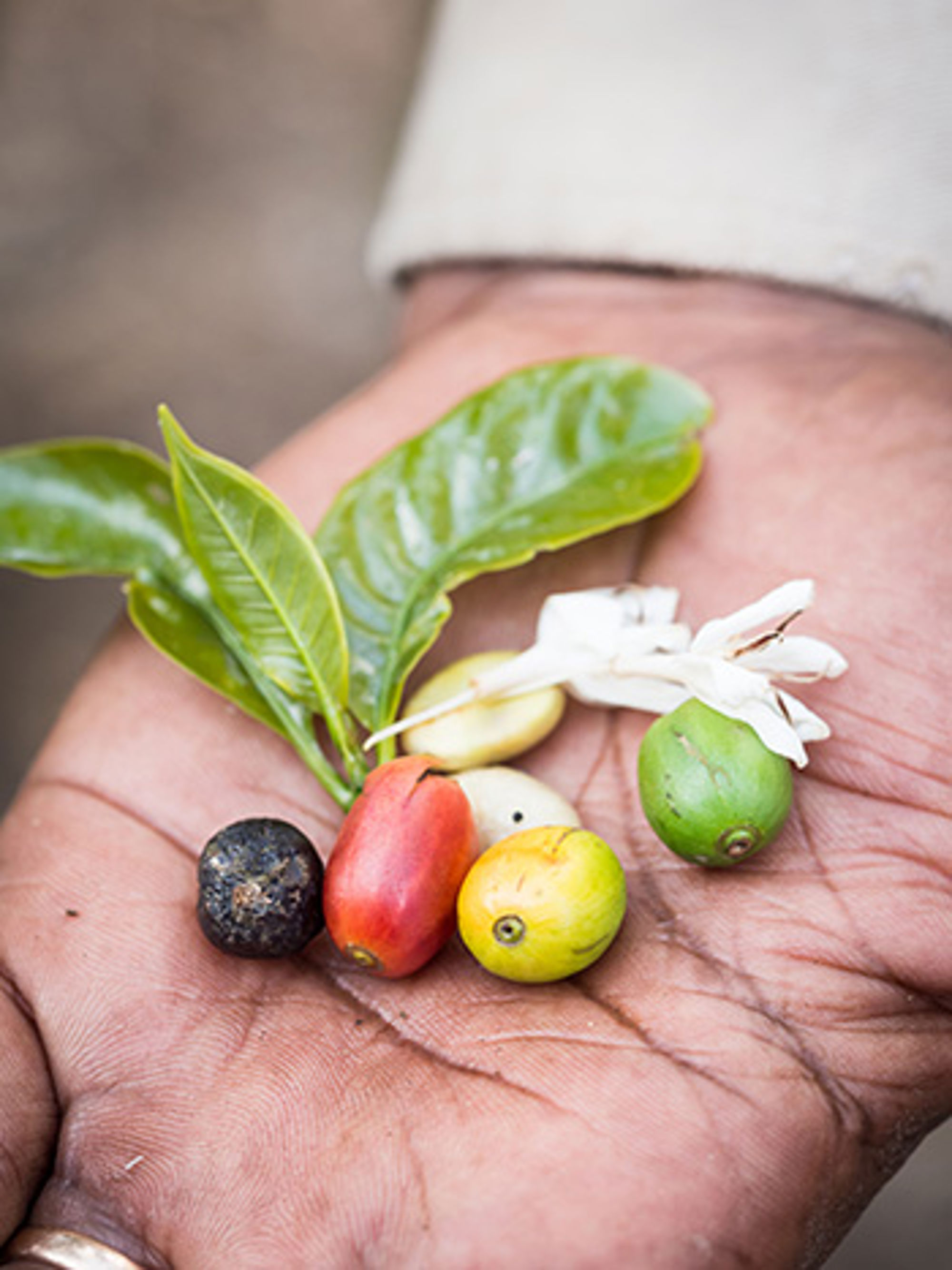 Koffiebonen uit Tanzania Hand met koffiebessen in verschillende rijpheidsstadia, met groene bladeren en witte koffieblossom.